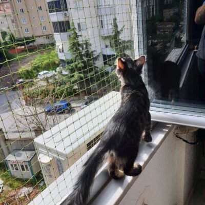 Kedi Güvenlik Filesi