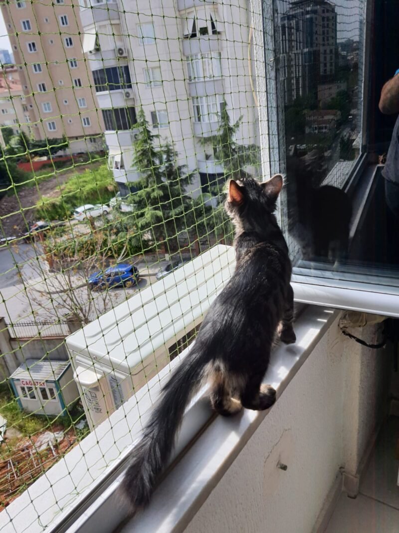 Kedi Güvenlik Filesi