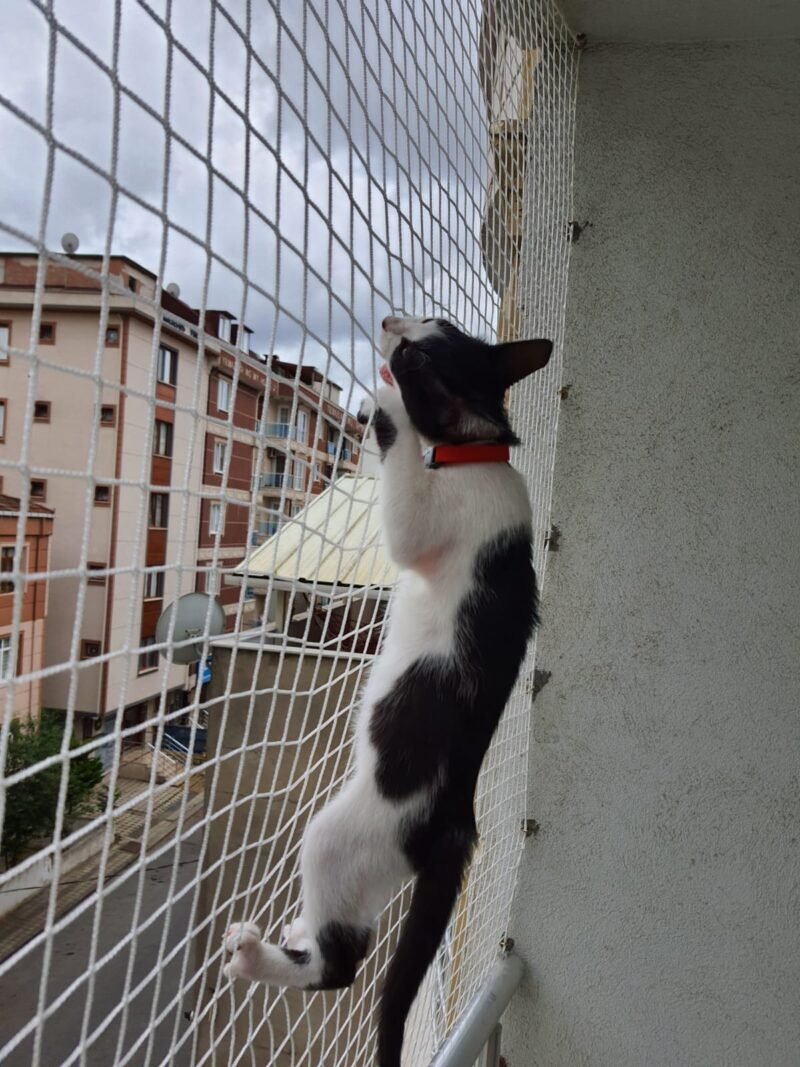 Kedi Güvenlik Filesi - Görsel 28