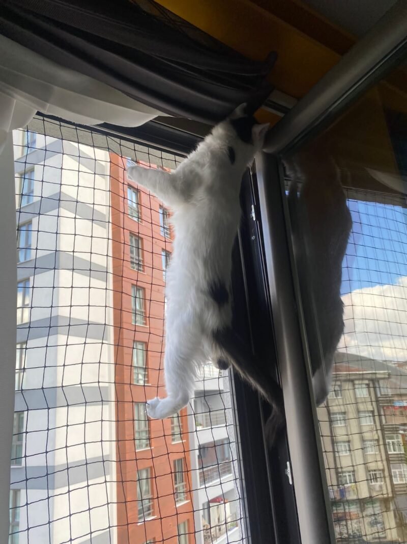 Kedi Güvenlik Filesi - Görsel 9