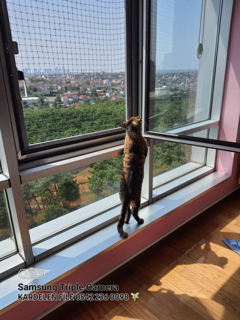 Kedi Güvenlik Filesi - Görsel 14