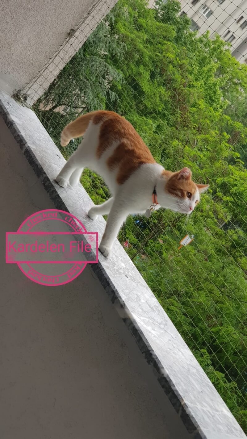 Kedi Güvenlik Filesi - Görsel 15