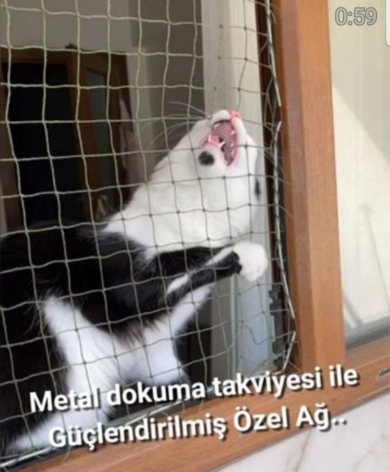 Kedi Güvenlik Filesi - Görsel 16