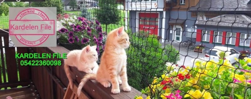 Kedi Güvenlik Filesi - Görsel 20