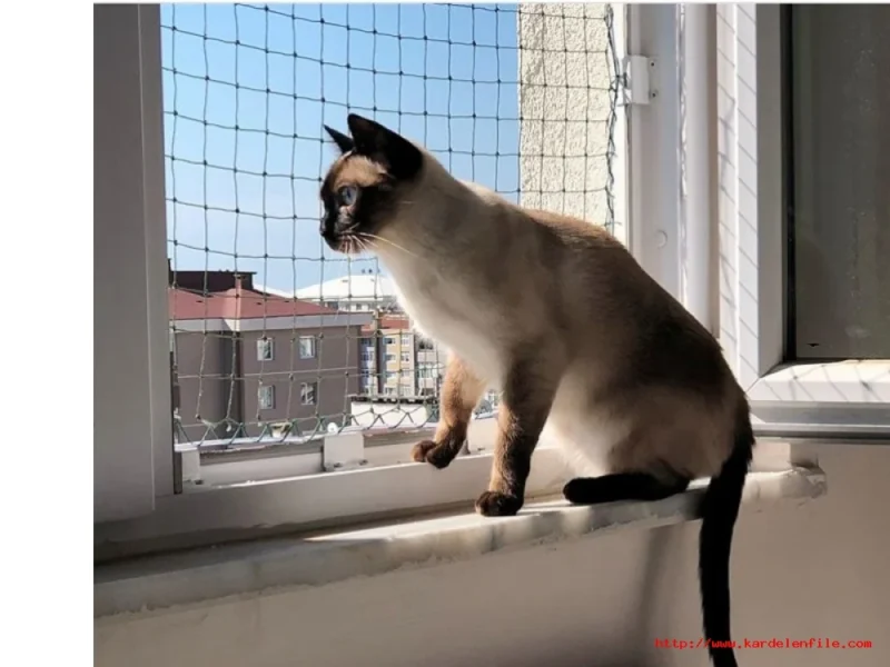 Kedi Güvenlik Filesi - Görsel 5